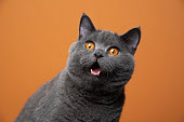 istock funny british shorthair cat portrait looking shocked or surprised 1361394182