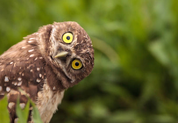 funny burrowing owl athene cunicularia - divertimento imagens e fotografias de stock