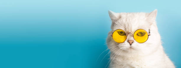 Funny cat in sunglasses. Cat with glasses on a light blue clean sunny background. Funny pets, party, vacation, travel, summer concept. stock photo