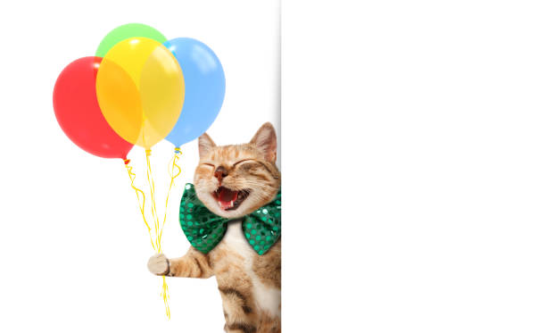 Funny cat is wearing a festive clothes and holding balloons. White label for text.  happy birthday cat stock pictures, royalty-free photos & images