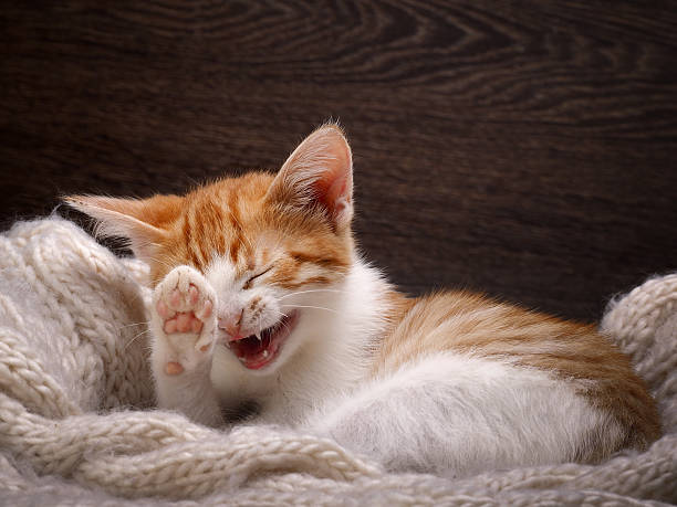 Best Laughing  Cat  Stock Photos Pictures Royalty Free 
