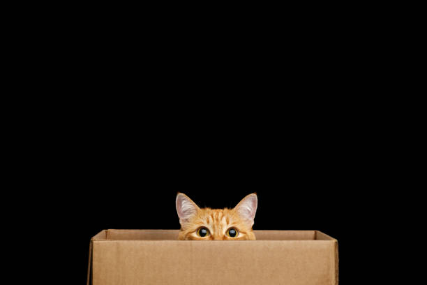 Funny cat looking out of the box Funny red cat looking out of the box on Isolated Black background tabby cat stock pictures, royalty-free photos & images