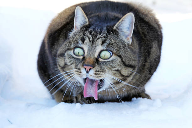 funny cat photo - a cat stretches out the tongue - cat snow bildbanksfoton och bilder