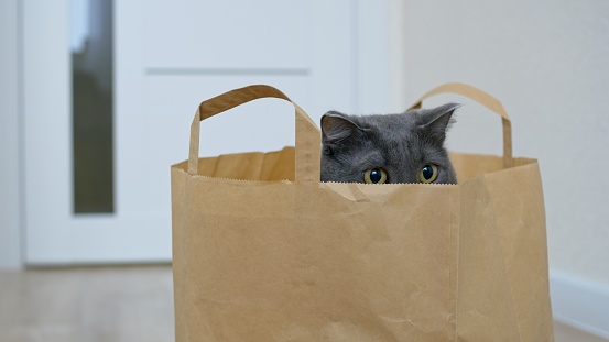 Funny cat sits in a paper bag. The yellow eyes of a cat with gray ears peek out of a paper bag. A cheerful cat is hiding in a bag from a supermarket. Happy life of cats at home.