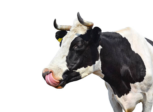 Royalty Free Funny Cow Pictures, Images and Stock Photos - iStock
