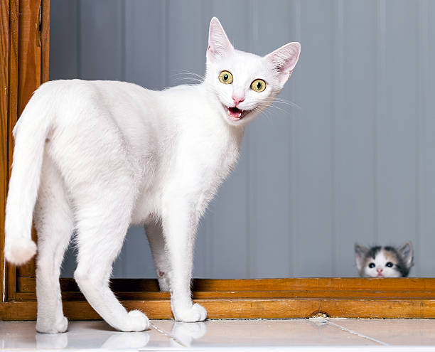 Funny Crazy Cat Funny evil white cat with open mouth meowing stock pictures, royalty-free photos & images