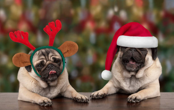 funny cute Christmas pug puppy dogs leaning on wooden table, wearing santa claus hat and reindeer antlers, with seasonal background stock photo