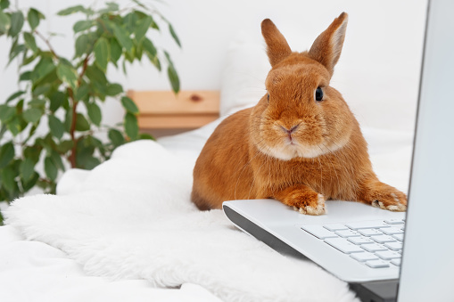 Funny cute decorative rabbit bunny lying on bed in white modern interior with laptop,looking at camera. Smart adorable pet,domestic animal acting like people.