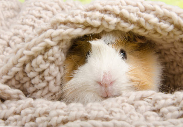 Funny cute guinea pig hiding in a knitted woolen scarf Funny cute guinea pig hiding in a knitted woolen scarf (selective focus on the guinea pig nose) guinea pig stock pictures, royalty-free photos & images