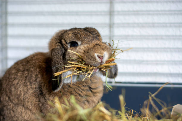 rolig söt lop kanin kanin med hängande öron som håller en hel del hö i munnen i en bur - dwarf rabbit bildbanksfoton och bilder