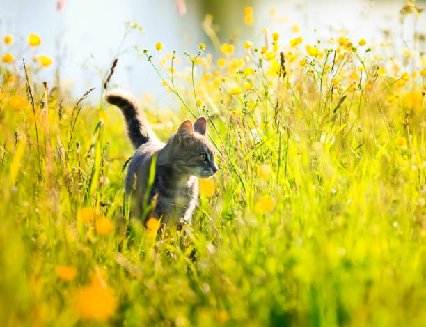 funny cute striped kitty walks on a green Sunny bright flowering meadow in the summer stock photo