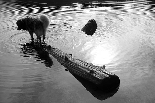 Funny dog balancing on a log in a lake. Monochrome. stock photo