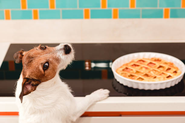 Funny dog desires to eat apple pie made for Thanksgiving dinner stock photo