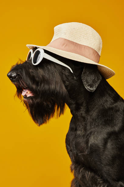 lustiger hund mit hut und sonnenbrille - seventyfour stock-fotos und bilder