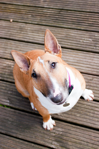 Lustiger Hund Stockfoto und mehr Bilder von Braun iStock Lustiger Hund Stockfoto und mehr Bilder von Braun iStock