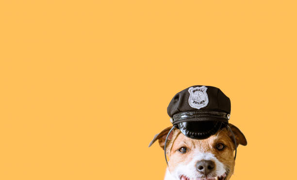 Funny dog wearing police officer peaked cap as working dog concept Jack Russell Terrier dog in police hat guard dog stock pictures, royalty-free photos & images