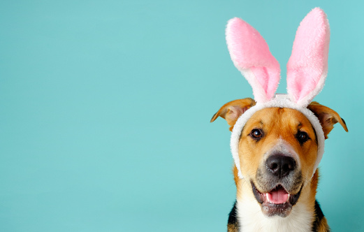 Funny dog with bunny ears and opened mouth on the blue background. Three-color easter outbred dog.