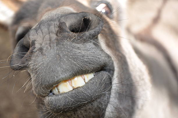 Funny donkey 2 Funny donkey. Close-up donkey teeth stock pictures, royalty-free photos & images