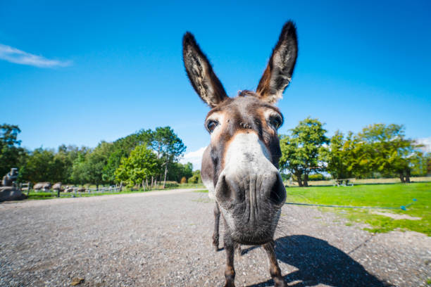 Funny donkey close-up standing on a road stock photo