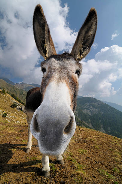 A funny portrait of a donkey.