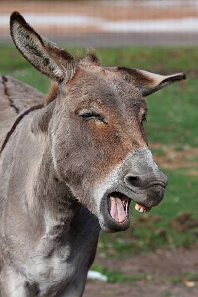 Funny Donkey Comical looking donkey with mouth wide open showing teeth donkey teeth stock pictures, royalty-free photos & images