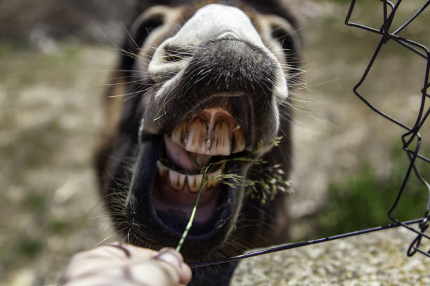 Funny donkey  teeth Funny donkey  teeth in stable, wild animals, mammals donkey teeth stock pictures, royalty-free photos & images