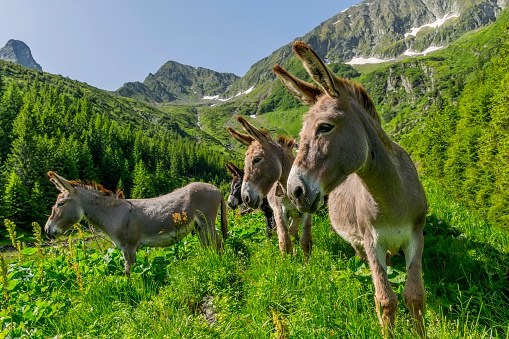 Funny donkeys in the mountains