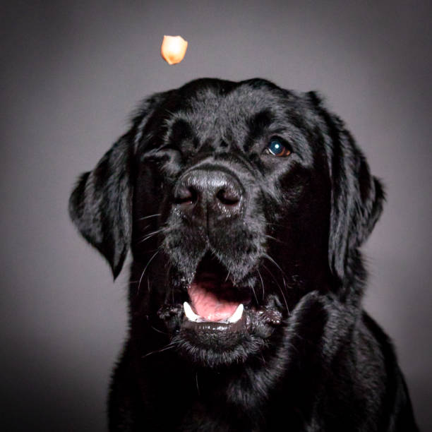 funny face of a black labrador dog stock photo