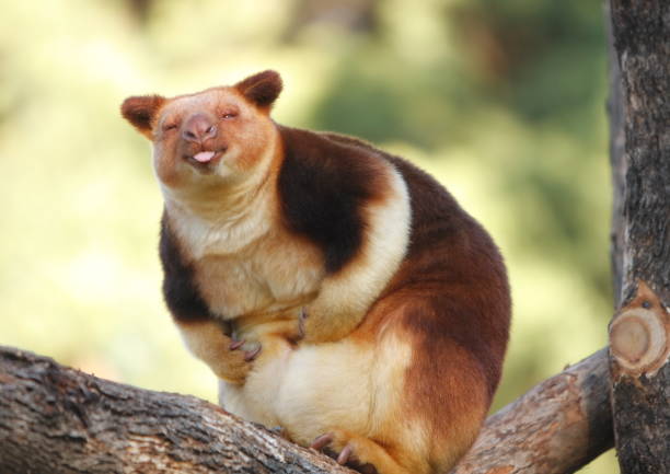 Funny Face A tree kangaroo with tongue out and a very funny face. Tree Kangaroo stock pictures, royalty-free photos & images