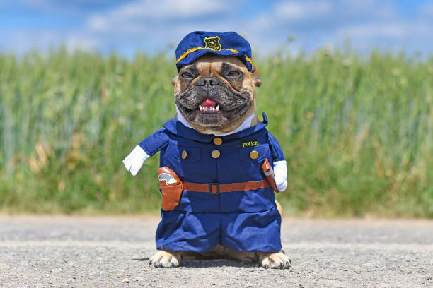 Funny French Bulldog dog in police officer costume with fake arms standing in front of meadow Funny fawn colored smiling French Bulldog dog in police officer costume with fake arms standing in front of meadow guard dog stock pictures, royalty-free photos & images