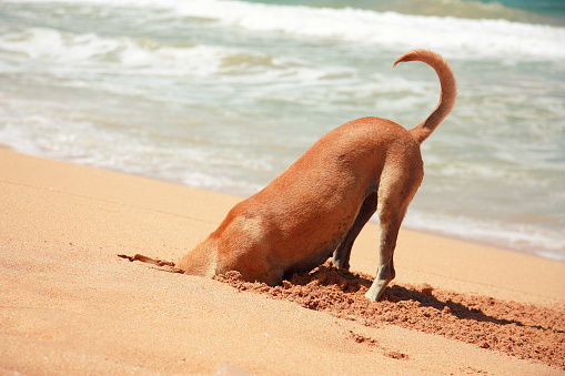 A street dog digs crabs in the sand on the ocean shore in Sri Lanka.