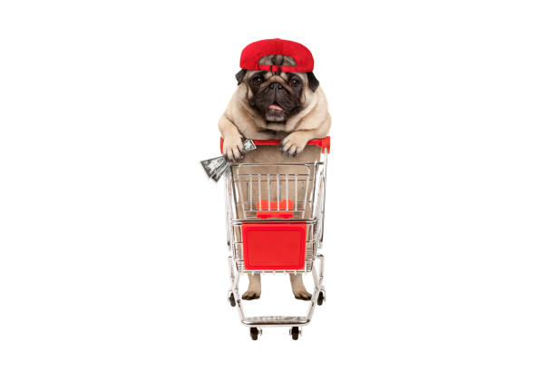 funny happy pug puppy dog with money in is hand, leaning on shopping cart stock photo