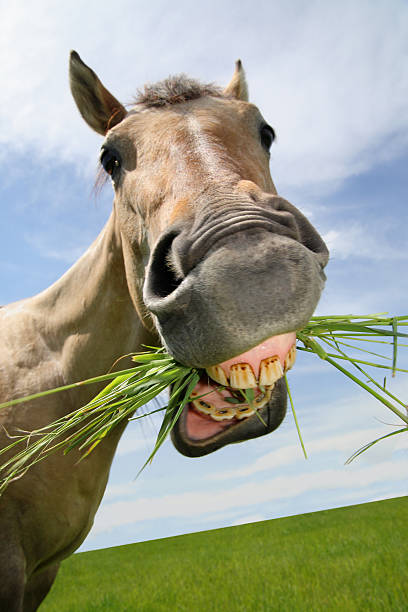 funny horse eating - silly horse bildbanksfoton och bilder