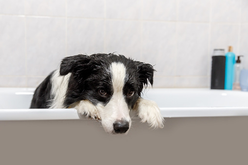 Funny indoor portrait of puppy dog border collie sitting in bath gets bubble bath showering with shampoo. Cute little dog wet in bathtub in grooming salon. Dirty dog washing in bathroom