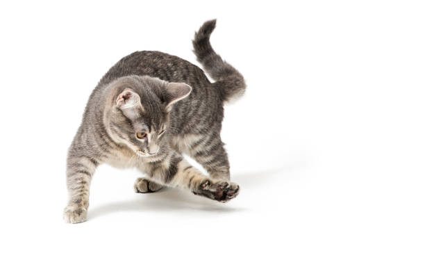 Funny Kitten Playing Batting With Paw stock photo