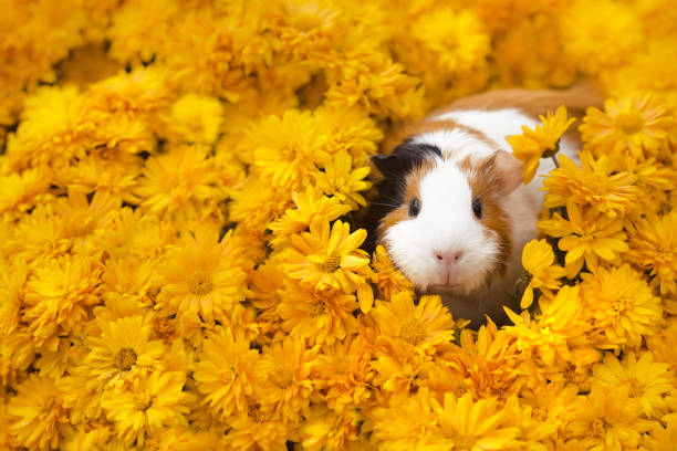 Funny little guinea pig sitting in yellow flowers Funny little guinea pig sitting in yellow flowers outdoors guinea pig stock pictures, royalty-free photos & images