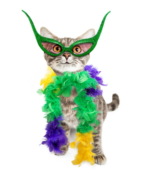 Funny Mardi Gras Party Cat stock photo