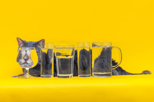 Funny moods of the cat behind full glasses of water yellow background Funny cat moods on yellow bacground cat drink water stock pictures, royalty-free photos & images