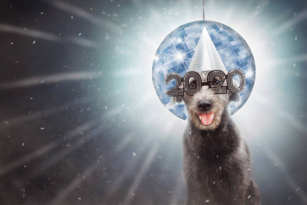 Funny New Year 2020 Dog Funny dog wearing 2020 New Year's Eve party glasses in front of disco ball with confetti. happy new year dog stock pictures, royalty-free photos & images