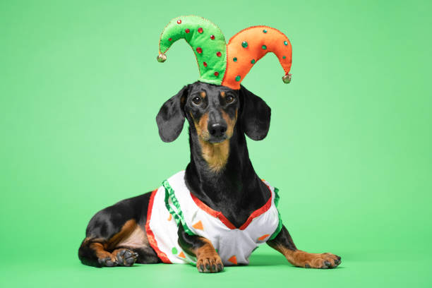 Funny of a happy dog wearing in the suit and cap of the jester on a green background. April Fools Day concept joker 2019 suit stock pictures, royalty-free photos & images