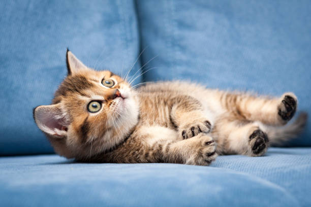 Funny orange British kitten lies on its side on a blue sofa stock photo