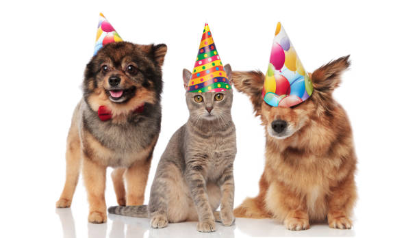 funny party dogs and a cat wearing birthday caps funny party dogs and a cat wearing birthday caps while standing and sitting on white background happy birthday cat stock pictures, royalty-free photos & images