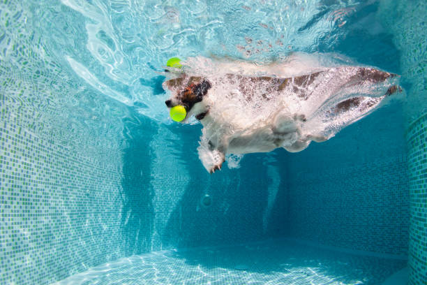 roligt foto av jack russell terrier i swimmingpool - bad catch bildbanksfoton och bilder