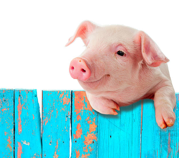 Funny pig hanging on a fence. Humorous collage. Funny pig hanging on a fence. Humorous collage. Isolated on white background. piglet stock pictures, royalty-free photos & images