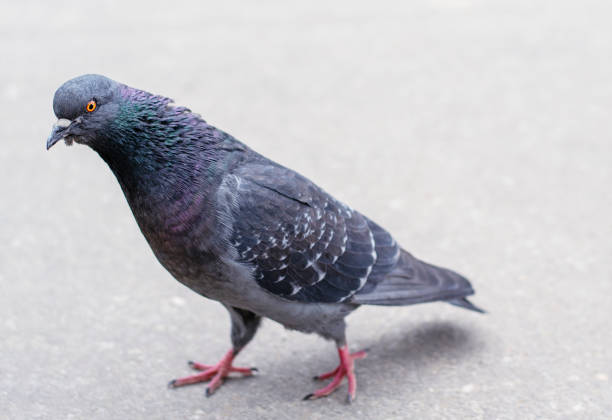 Funny pigeons isolated on light background.Front view of the face of Rock Pigeon face to face.Rock Pigeons crowd streets and public squares. stock photo