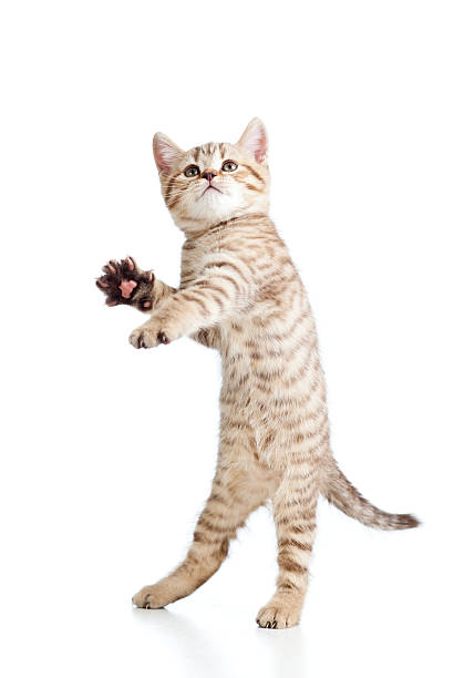 Funny playful cat is jumping on white background stock photo