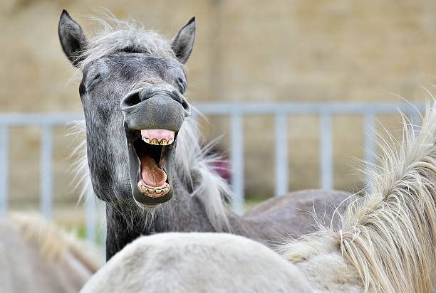 funny portrait of a laughing horse. camargue horse yawning, - silly horse bildbanksfoton och bilder
