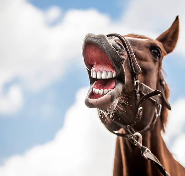 funny portrait of a smiling horse with unreal white teeth - silly horse bildbanksfoton och bilder