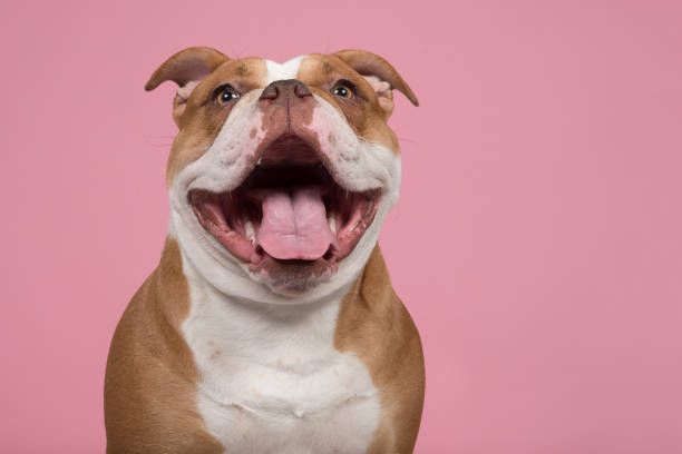 Funny portrait of an old english bulldog looking at the camera with a huge smile on a pink background stock photo