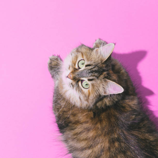 divertido retrato de gato hermoso. cabeza sobre los talones en el fondo rosado. - cat vaporwave fotografías e imágenes de stock